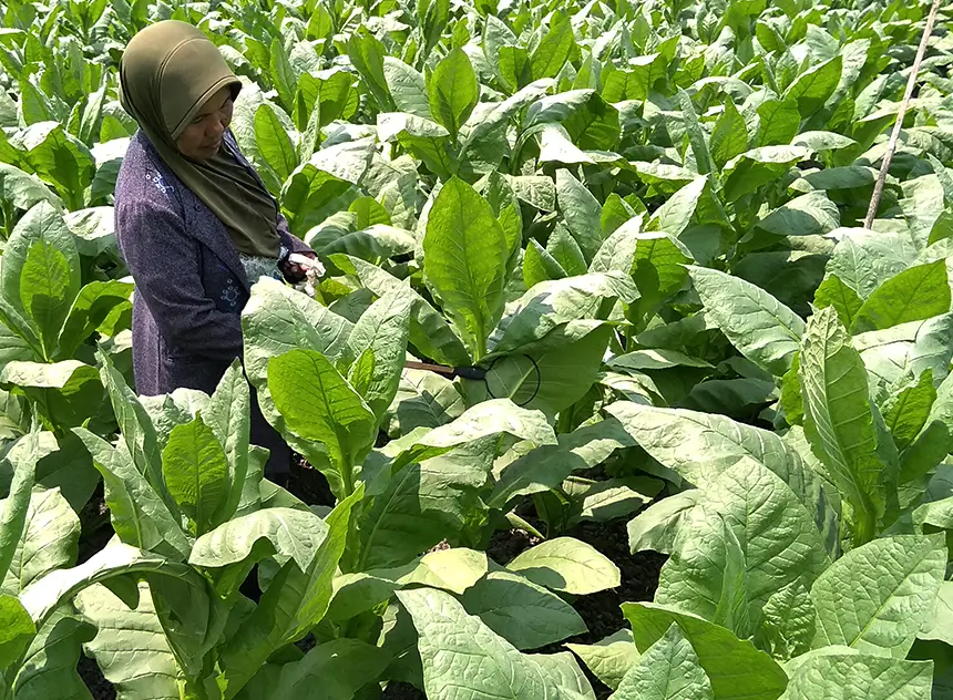 Tobacco Exporter