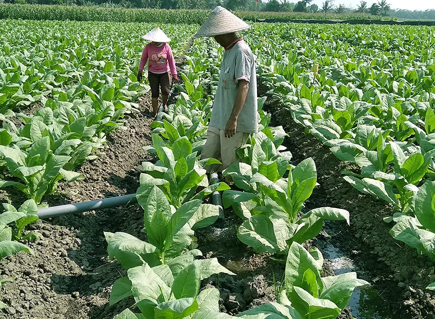 Tobacco Farmer